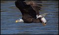 _2SB9022 bald eagle with fish
